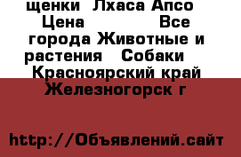 щенки  Лхаса Апсо › Цена ­ 20 000 - Все города Животные и растения » Собаки   . Красноярский край,Железногорск г.